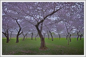 Cherry Blossoms in Washington DC