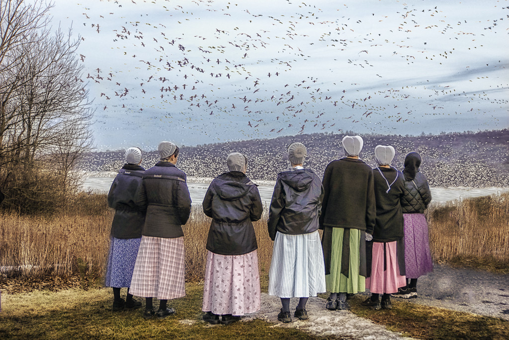 Middle Creek Snow Geese at Kleinfeltersville, PA