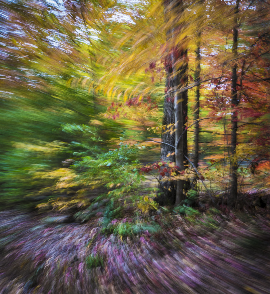 Valley Forge Spinning Trees