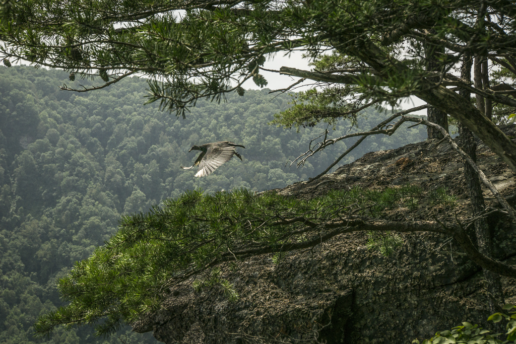 West Virginia-1593