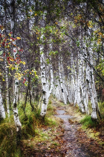 Jesup path-71