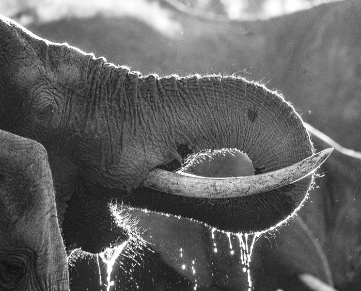Africa-2852-Edit