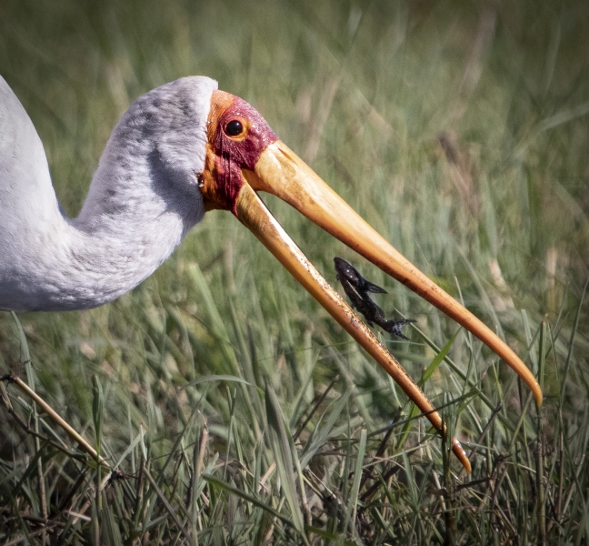 Botswana -3036