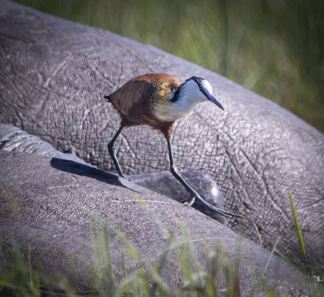 Botswana -3359