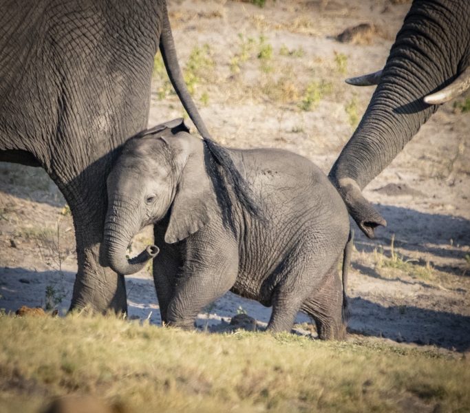 Botswana -3835