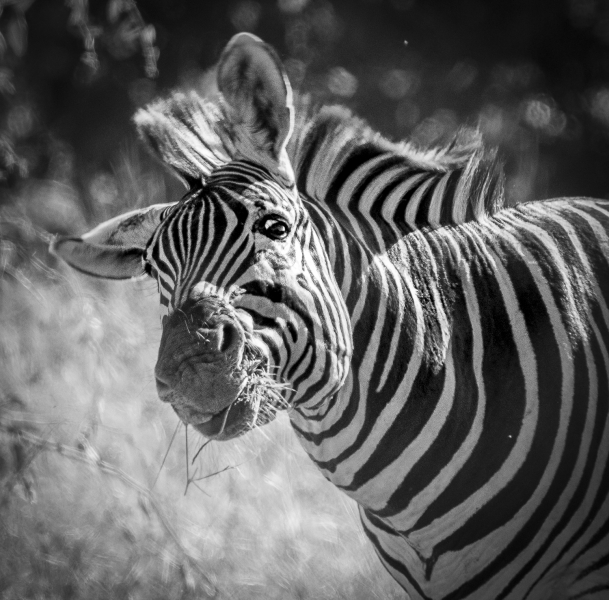 Botswana -4539