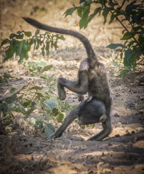 Botswana -5091-Edit