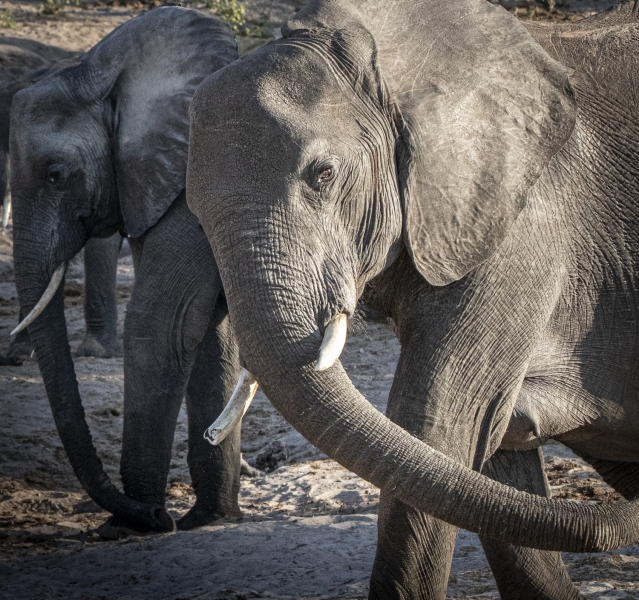 Botswana -6069