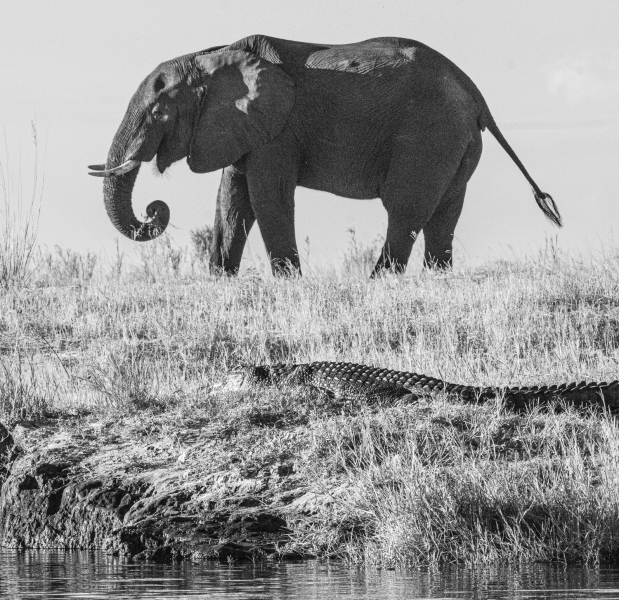 Botswana -6239
