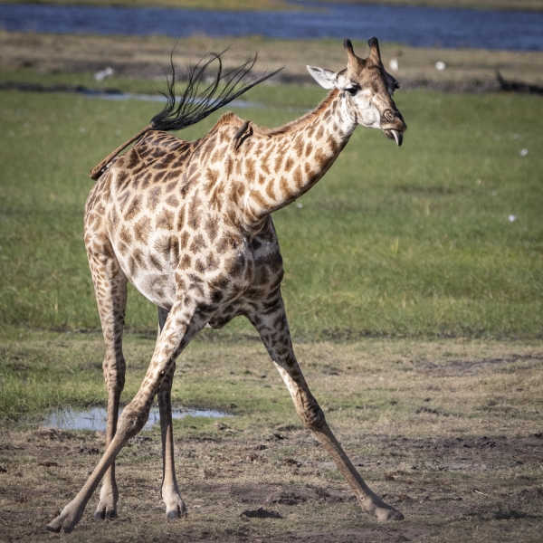 Botswana -6832