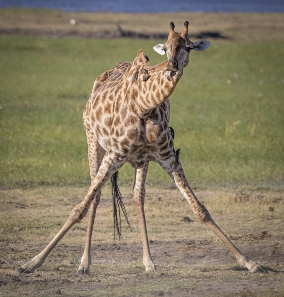 Botswana -6902