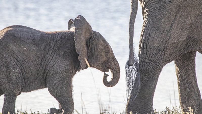 Botswana -7169