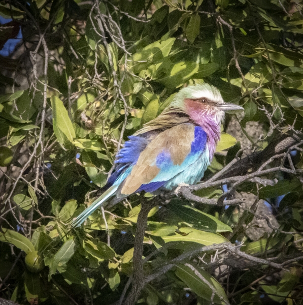 Botswana -8198
