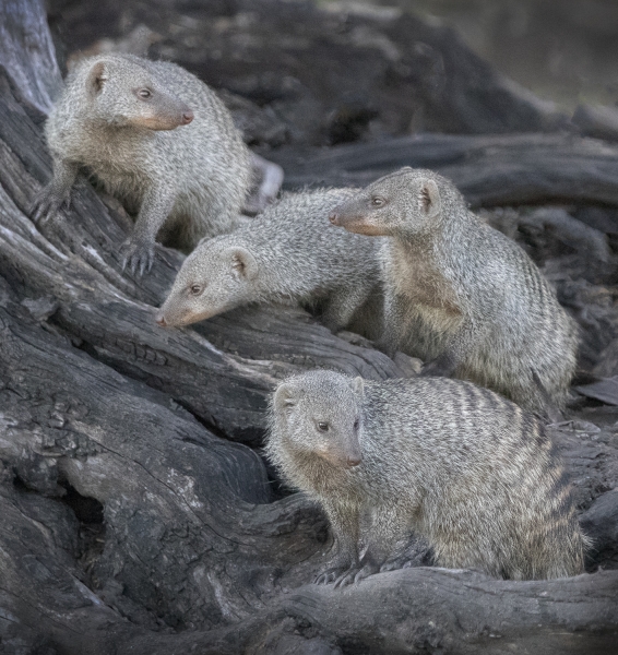 Botswana -8268-Edit
