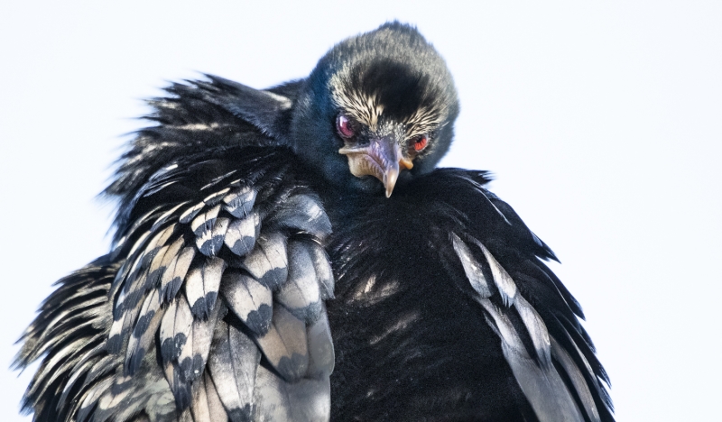Botswana -8303
