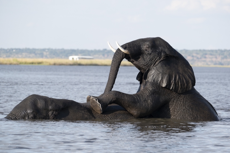Botswana-8981