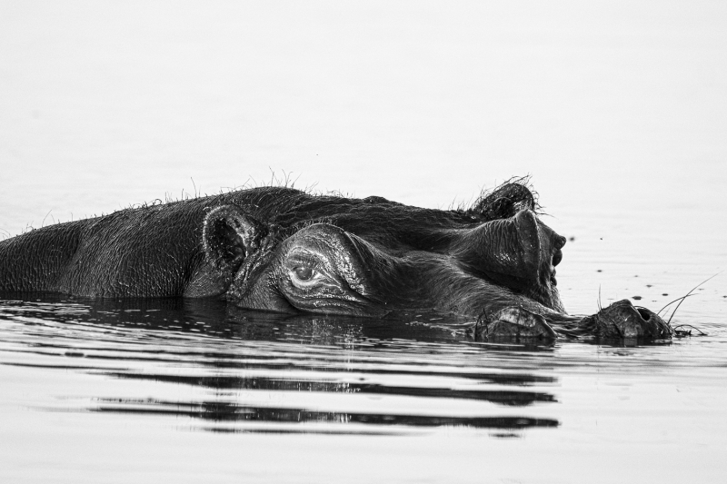 Botswana-9511-Edit