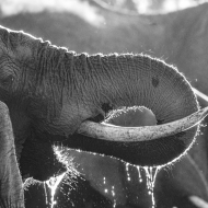 Africa-2852-Edit