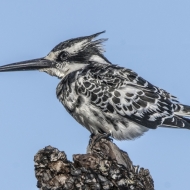 Botswana -2683-Edit