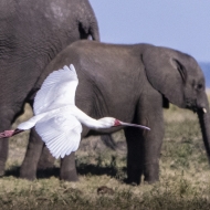 Botswana -3017