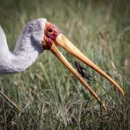Botswana -3036