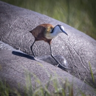 Botswana -3359