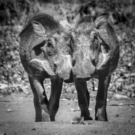 Botswana -3478-Edit