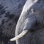 Botswana -3709-Edit