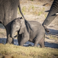 Botswana -3835