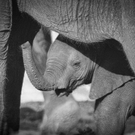 Botswana -3875-Edit