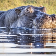 Botswana -4097