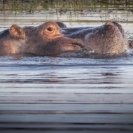 Botswana -4172