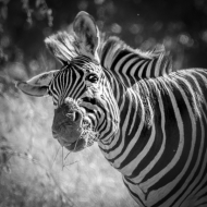 Botswana -4539