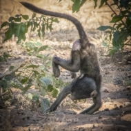 Botswana -5091-Edit