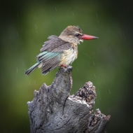 Botswana -5690-Edit
