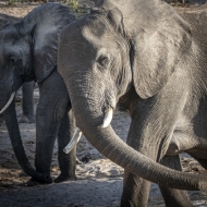 Botswana -6069