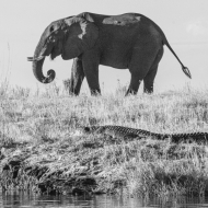 Botswana -6239