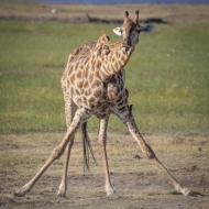 Botswana -6902