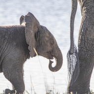 Botswana -7169