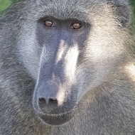 Botswana -7305-Edit
