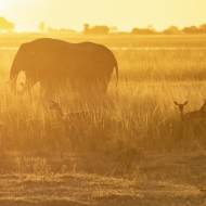 Botswana -7764