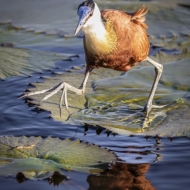 Botswana -8157-Edit