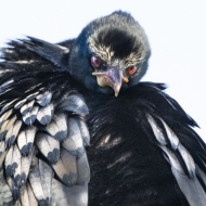 Botswana -8303