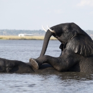 Botswana-8981