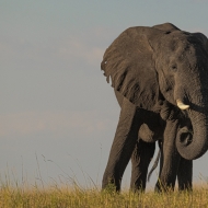 Botswana-9263-Edit