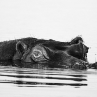 Botswana-9511-Edit