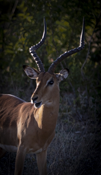 Botswana -4287