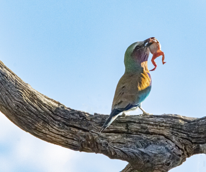 Botswana -4443-Edit
