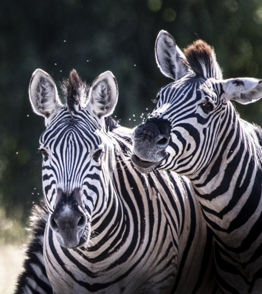 Botswana -4642