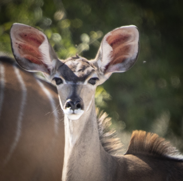 Botswana -4906
